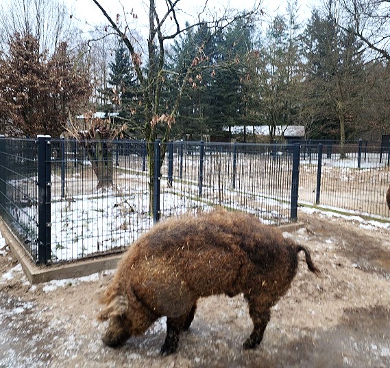 Pateneber Knorke; Foto: privat